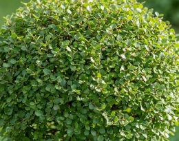 Берёза Нана (Betula nana)