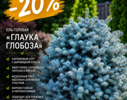 Ель голубая колючая Глаука Глобоза (Glauca Globosa)