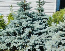 Ель голубая колючая Глаука Глобоза (Glauca Globosa)