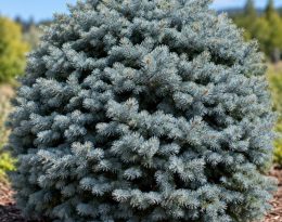 Ель голубая колючая Глаука Глобоза (Glauca Globosa)