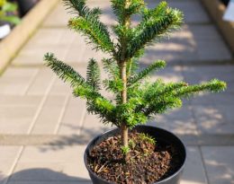 Пихта Фразера (Abies Fraseri)