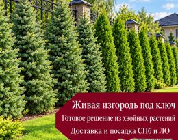 Готовая живая изгородь из туи и ели