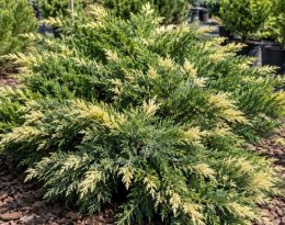 Можжевельник казацкий Вариегата (Variegata)