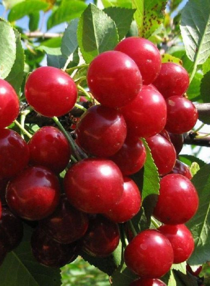 Вишня Харитоновская