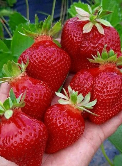 Клубника Александра