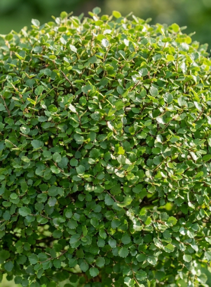 Берёза Нана (Betula nana)
