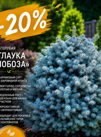 Ель голубая колючая Глаука Глобоза (Glauca Globosa)
