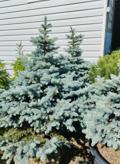 Ель голубая колючая Глаука Глобоза (Glauca Globosa)