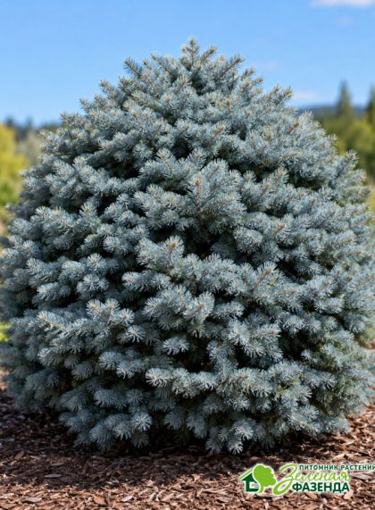 Ель голубая колючая Глаука Глобоза (Glauca Globosa)