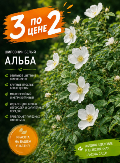Роза морщинистая Alba (шиповник белый Альба)