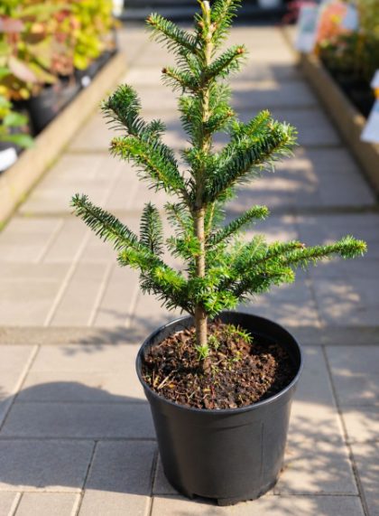 Пихта Фразера (Abies Fraseri)