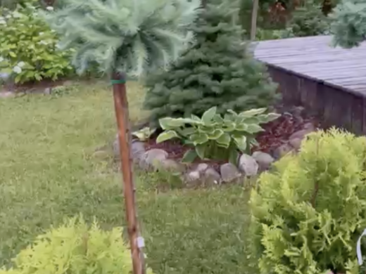 Ландшафтный дизайн