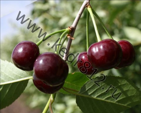 Вкусовые качества и применение плодов
