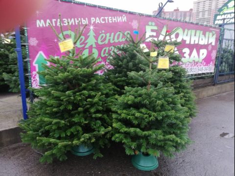 Видео наших елочных базаров