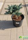 Ель колючая глаука Глобоза 10-20 см