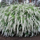Кустарники крупномеры